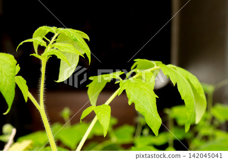 Tomato leafs. Tomato leafs. 142045041