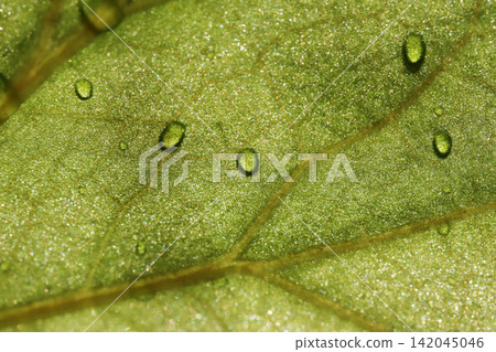 water drops on green leaf water drops on green leaf 142045046