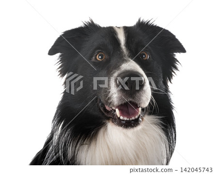 border collie in studio border collie in studio 142045743