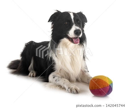 border collie in studio border collie in studio 142045744