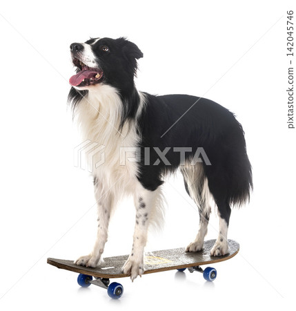 border collie and skateboard border collie and skateboard 142045746