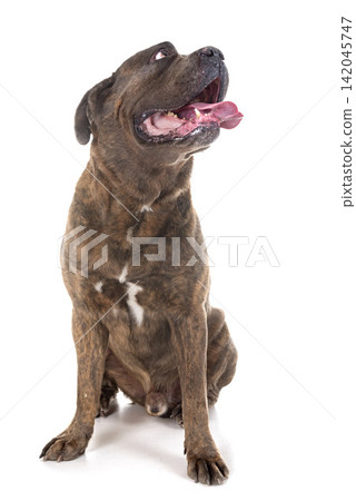 italian mastiff in studio italian mastiff in studio 142045747