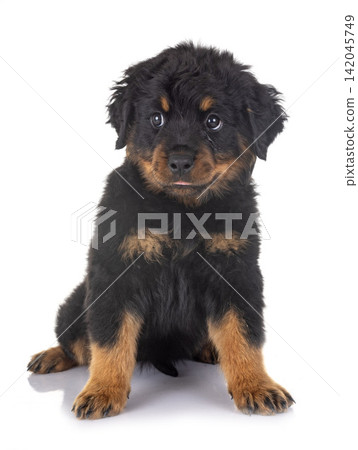 puppy rottweiler in studio puppy rottweiler in studio 142045749