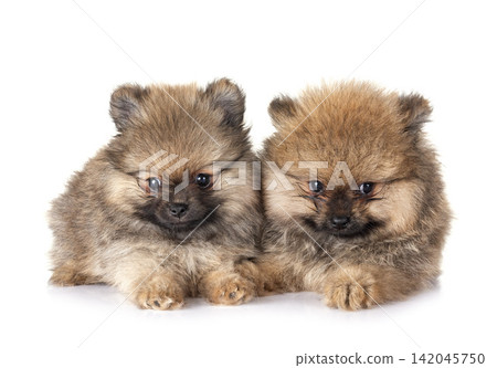 puppies pomeranian in studio puppies pomeranian in studio 142045750
