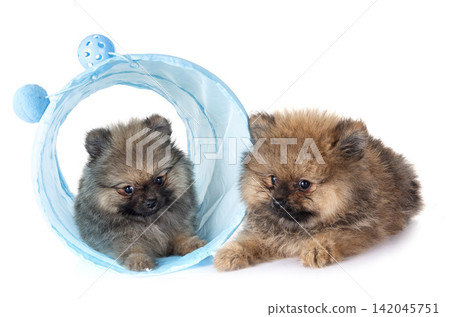 puppies pomeranian in studio 142045751