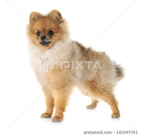 puppy pomeranian in studio puppy pomeranian in studio 142045761