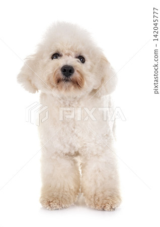 maltese dog in studio maltese dog in studio 142045777