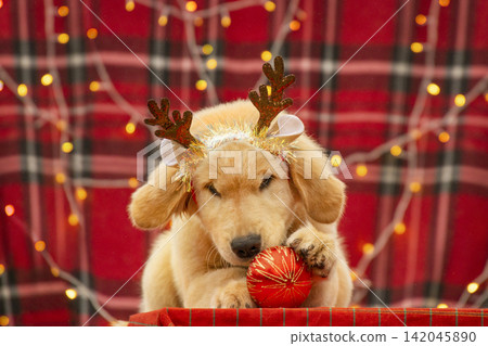 Playful Golden Retriever puppy wearing festive antlers playing with a red Christmas bauble ball on red plaid background with garland. Playful Golden Retriever puppy wearing festive antlers playing with a red Christmas bauble ball on red plaid background with garland. 142045890