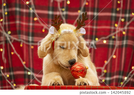 Playful Golden Retriever puppy wearing festive antlers playing with a red Christmas bauble ball on red plaid background with garland. Playful Golden Retriever puppy wearing festive antlers playing with a red Christmas bauble ball on red plaid background with garland. 142045892