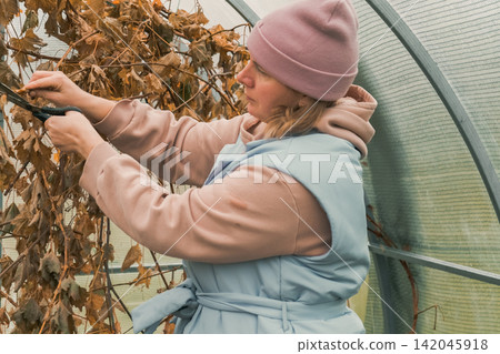 Seasonal autumn garden work. Woman gardener working with tools pruning with shears dead plants in greenhouse. Natural real country living. Gardening activities. Backyard maintenance and outdoor chores Seasonal autumn garden work. Woman gardener working with tools pruning with shears dead plants in greenhouse. Natural real country living. Gardening activities. Backyard maintenance and outdoor chores 142045918