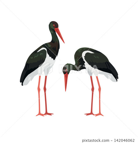 Vsai black storks standing and feeding waterbirds wildlife Vsai black storks standing and feeding waterbirds wildlife 142046062