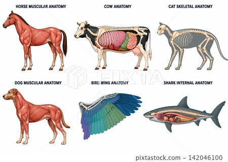 Vsai animal biology showing anatomy, organs, skeletal system, and muscles Vsai animal biology showing anatomy, organs, skeletal system, and muscles 142046100