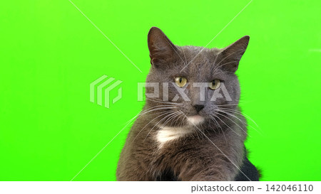 Cat on Green Background. Gray White Feline Against Green Screen Chromakey. Real Shot Cat Isolated is Sitting, Looking Up, Playing. Kitty Cat licks its muzzle. Kitten video. Keying. Goods for pets 4K Cat on Green Background. Gray White Feline Against Green Screen Chromakey. Real Shot Cat Isolated is Sitting, Looking Up, Playing. Kitty Cat licks its muzzle. Kitten video. Keying. Goods for pets 4K 142046110