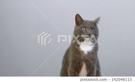 Cat on Gray Background. Gray White Feline Against Neutral Grey Plain Backdrop. Real Shot Cat Isolated is Sitting, Looking Up, Playing. Kitty Cat licks its muzzle. Kitten video. Goods for pets 4K 142046113
