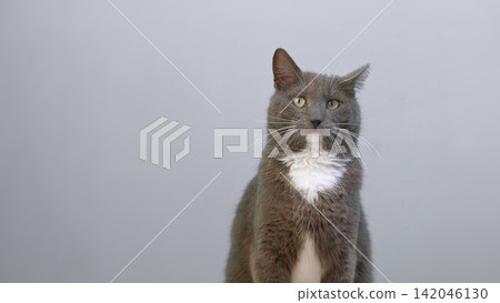 Cat on Gray Background. Gray White Feline Against Neutral Grey Plain Backdrop. Real Shot Cat Isolated is Sitting, Looking Up, Playing. Kitty Cat licks its muzzle. Kitten video. Goods for pets 4K Cat on Gray Background. Gray White Feline Against Neutral Grey Plain Backdrop. Real Shot Cat Isolated is Sitting, Looking Up, Playing. Kitty Cat licks its muzzle. Kitten video. Goods for pets 4K 142046130