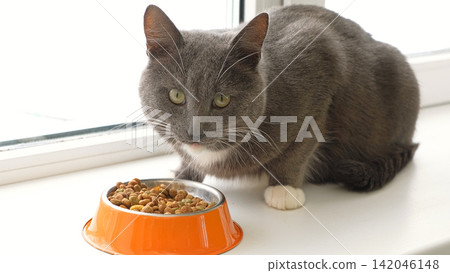 Cat Eating from Bowl. Young Cat Eats Food, Licking Tongue. Tabby Feline Feeding on a White Floor. Pet Banner. Domestic Animals Dry Food. Lot of Crunchy Grains Animal Feed Pile. Pet Shop. Healthy Treat Cat Eating from Bowl. Young Cat Eats Food, Licking Tongue. Tabby Feline Feeding on a White Floor. Pet Banner. Domestic Animals Dry Food. Lot of Crunchy Grains Animal Feed Pile. Pet Shop. Healthy Treat 142046148