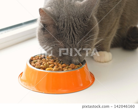 Cat Eating from Bowl. Young Cat Eats Food, Licking Tongue. Tabby Feline Feeding on a White Floor. Pet Banner. Domestic Animals Dry Food. Lot of Crunchy Grains Animal Feed Pile. Pet Shop. Healthy Treat Cat Eating from Bowl. Young Cat Eats Food, Licking Tongue. Tabby Feline Feeding on a White Floor. Pet Banner. Domestic Animals Dry Food. Lot of Crunchy Grains Animal Feed Pile. Pet Shop. Healthy Treat 142046160