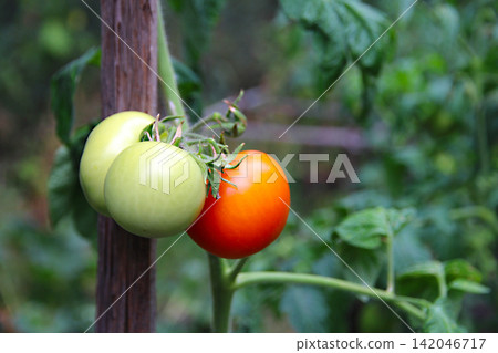 Ripe red and green unripe tomatoes growing on a vine in a garden bed, fresh produce, organic gardening, summer harvest, healthy food and sustainable living. Ripe red and green unripe tomatoes growing on a vine in a garden bed, fresh produce, organic gardening, summer harvest, healthy food and sustainable living. 142046717