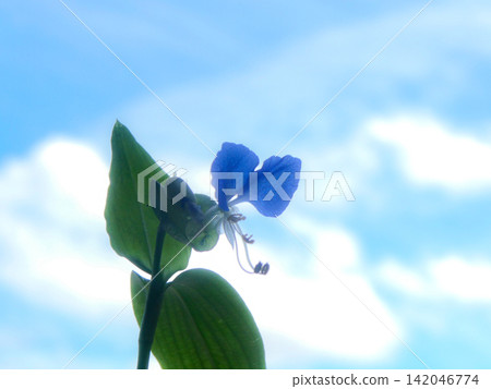 The dayflowers that bloomed in the early morning, their blue flowers that seem to melt into the refreshing summer morning sky. The dayflowers that bloomed in the early morning, their blue flowers that seem to melt into the refreshing summer morning sky. 142046774