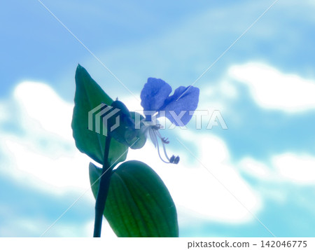 The dayflowers that bloomed in the early morning, their blue flowers that seem to melt into the refreshing summer morning sky. The dayflowers that bloomed in the early morning, their blue flowers that seem to melt into the refreshing summer morning sky. 142046775