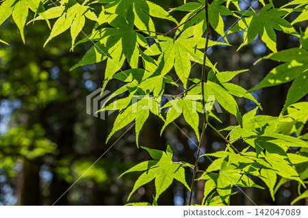 The fresh green maple leaves shine in the sunlight. The fresh green maple leaves shine in the sunlight. 142047089