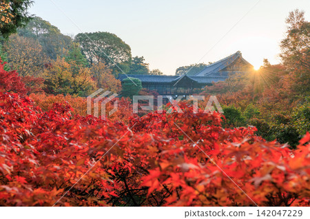 東福寺(京都府京都市東山區)通天橋上的秋葉沐浴在晨曦中 東福寺(京都府京都市東山區)通天橋上的秋葉沐浴在晨曦中 142047229