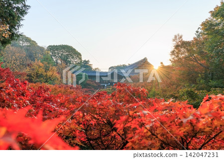 東福寺(京都府京都市東山區)通天橋上的秋葉沐浴在晨曦中 東福寺(京都府京都市東山區)通天橋上的秋葉沐浴在晨曦中 142047231
