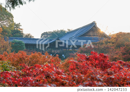 東福寺(京都府京都市東山區)通天橋上的秋葉沐浴在晨曦中 東福寺(京都府京都市東山區)通天橋上的秋葉沐浴在晨曦中 142047233