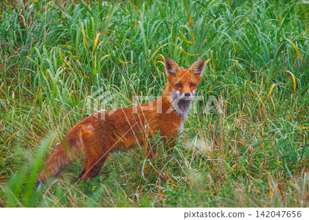 Mammals - European Red Fox - Vulpes vulpes Mammals - European Red Fox - Vulpes vulpes 142047656
