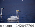 Whooper Swans Swimming on Blue Winter Water Surface of Lake Svetloye in Altai 142047709