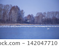 Whooper Swans Flying Over Winter Lake Svetloye Against Frosty Forest in Altai 142047710