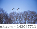 Pair of Whooper Swans Flying in Clear Blue Sky Over Winter Trees in Altai Krai 142047711