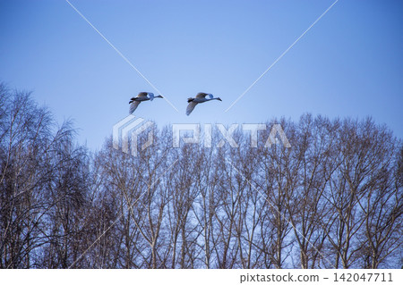 Pair of Whooper Swans Flying in Clear Blue Sky Over Winter Trees in Altai Krai Pair of Whooper Swans Flying in Clear Blue Sky Over Winter Trees in Altai Krai 142047711