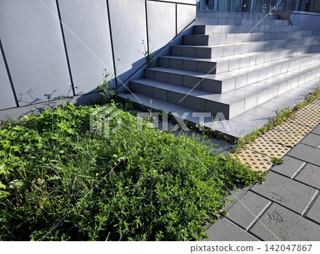 Concrete Stairs Adorned With Tile Cladding Beside a Lively Flowerbed Concrete Stairs Adorned With Tile Cladding Beside a Lively Flowerbed 142047867