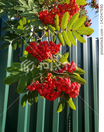 Bright Clusters of Red Rowan Berries Shine Against Green Fencing Bright Clusters of Red Rowan Berries Shine Against Green Fencing 142047890