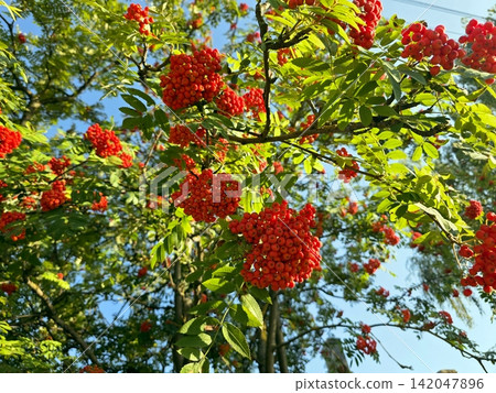 Red Rowan Berries Glimmering Under the Clear Blue Sky in Autumn Sunlight Red Rowan Berries Glimmering Under the Clear Blue Sky in Autumn Sunlight 142047896