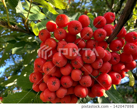Bright Red Rowan Berries Invite Autumns Embrace in a Serene Landscape Bright Red Rowan Berries Invite Autumns Embrace in a Serene Landscape 142047898