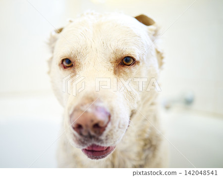 Cute, bath and dog with hygiene, wet and washing with routine, cleaning and best friend. Animal, home and pet in bathroom, wellness and relaxing with care, health and labrador with grooming or breed Cute, bath and dog with hygiene, wet and washing with routine, cleaning and best friend. Animal, home and pet in bathroom, wellness and relaxing with care, health and labrador with grooming or breed 142048541