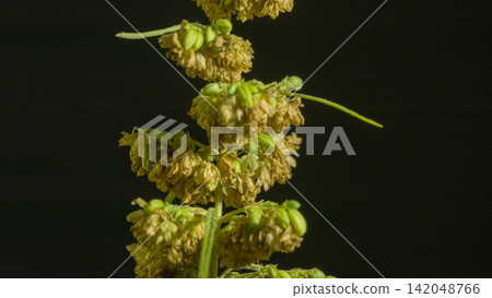 The male hemp flowers are in full bloom and ready to release the pollen. The male hemp flowers are in full bloom and ready to release the pollen. 142048766