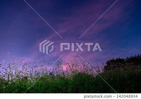 Spring summer blossoming spider flower field colorful Spring summer blossoming spider flower field colorful 142048934