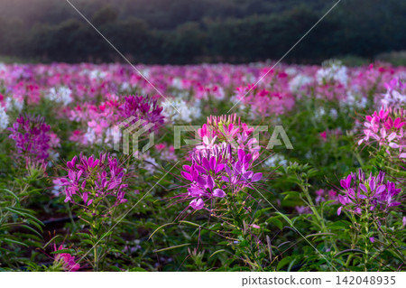 Pink, purple and white flowers last into autumn. Pink, purple and white flowers last into autumn. 142048935