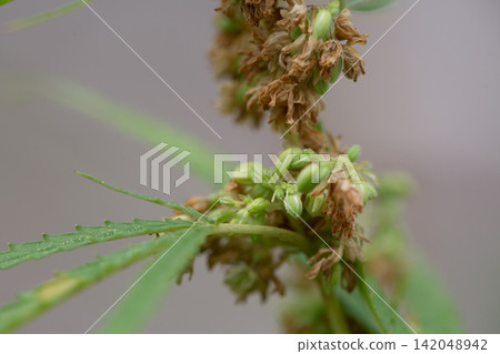 Green male hemp flowers begin to bloom Green male hemp flowers begin to bloom 142048942