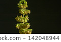 The male hemp flowers are in full bloom and ready to release the pollen. 142048944