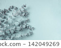 Eucalyptus branch, on a pale green background, top view, wallpaper, photo background, no people, 142049269