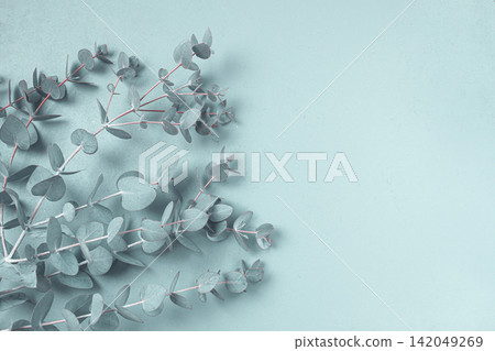Eucalyptus branch, on a pale green background, top view, wallpaper, photo background, no people, Eucalyptus branch, on a pale green background, top view, wallpaper, photo background, no people, 142049269