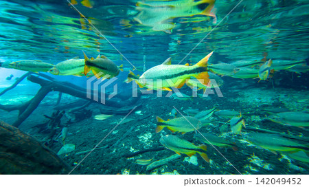 一群淡水魚在清澈的普拉塔河水中游弋。 一群淡水魚在清澈的普拉塔河水中游弋。 142049452