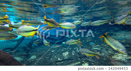 一群淡水魚遊過拉普拉塔河清澈的河床。 一群淡水魚遊過拉普拉塔河清澈的河床。 142049453