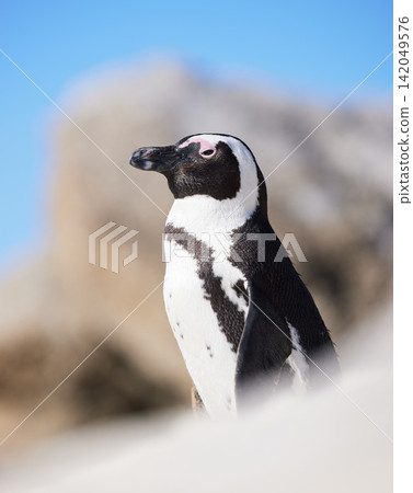 African, penguins and beach on rock at reserve for sanctuary with feathers for health or balance of ecosystem. Marine, bird and ocean with tuxedo for safety or protection environment in Namibia African, penguins and beach on rock at reserve for sanctuary with feathers for health or balance of ecosystem. Marine, bird and ocean with tuxedo for safety or protection environment in Namibia 142049576