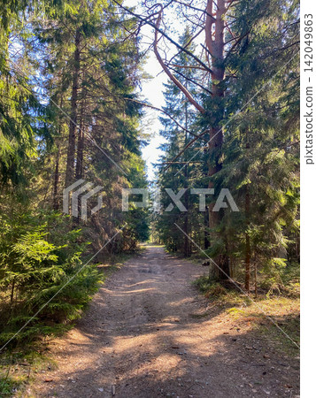 Sunlit Forest Trail Among Pine Trees Sunlit Forest Trail Among Pine Trees 142049863