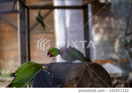 Green Parrot with Red Beak Showing Feather Loss. Green Parrot with Red Beak Showing Feather Loss. 142051182